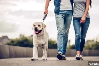 13 Reasons Dogs Are More Loyal Than Most People