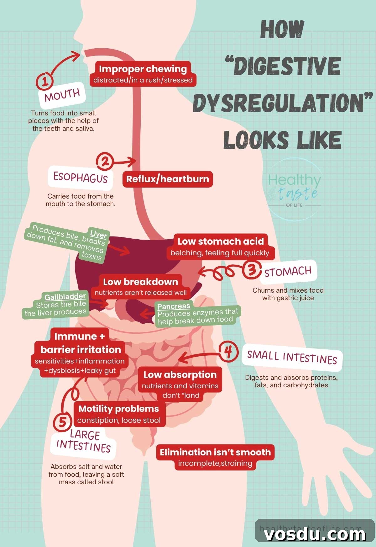 Infographic how digestive disregulation looks like healthytasteoflife