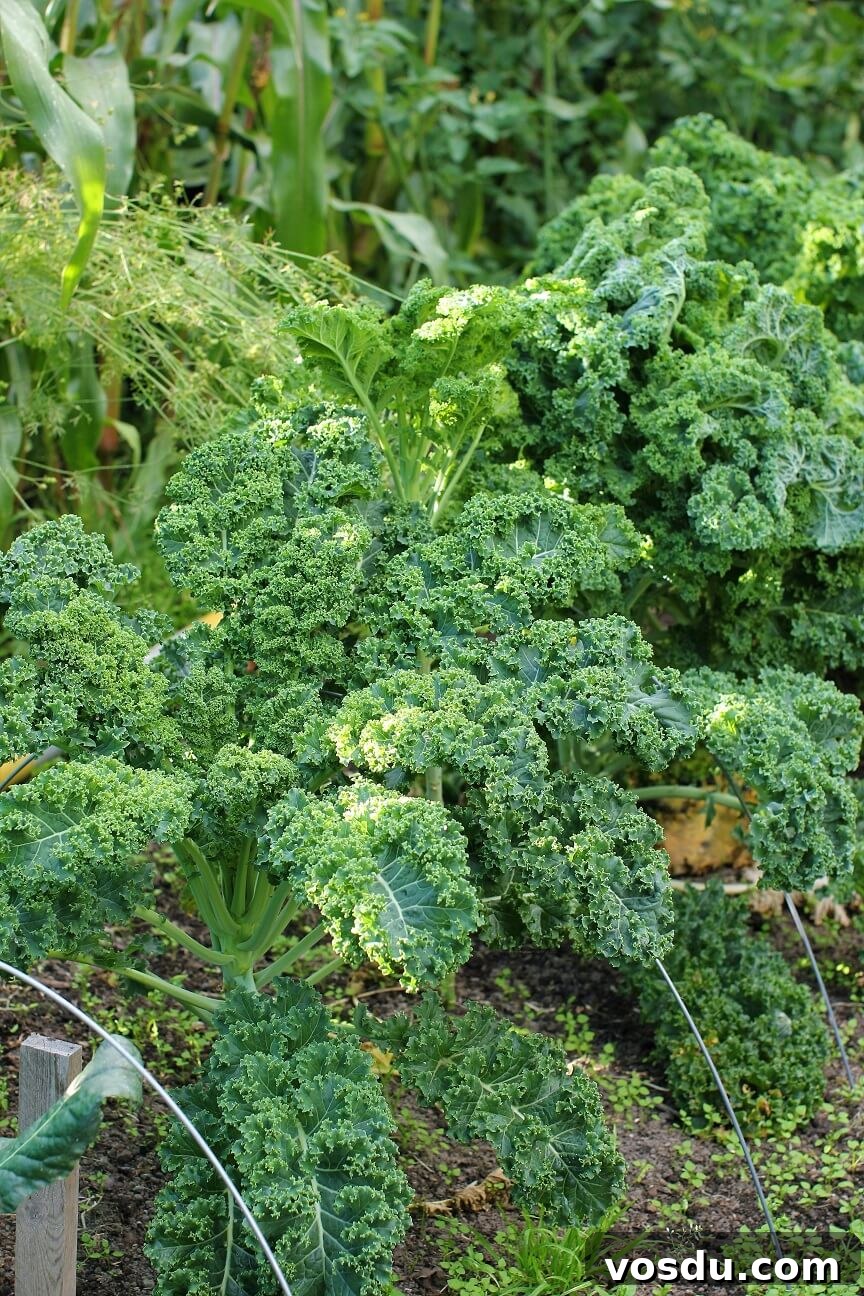 Dutch Kale Stamppot with Sausage — Classic Dutch Comfort Meal 7 kale plant in my garden