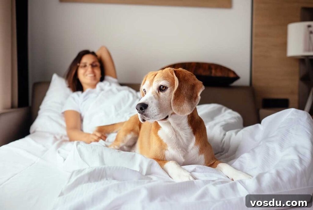 13 Reasons Dogs Are More Loyal Than Most People 2 Woman and her beagle dog meet morning in bed