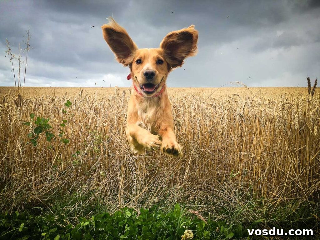 13 Reasons Dogs Are More Loyal Than Most People 12 Funny looking Golden Cocker spaniel dog running through a field of wheat caught in mid flight with its ears bouncing in the air