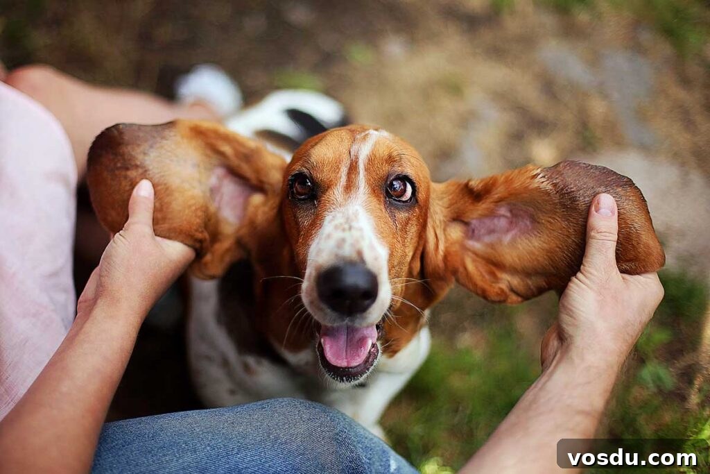 13 Reasons Dogs Are More Loyal Than Most People 4 Happy dog basset hound with ears up. Beautiful kind dog. Pets