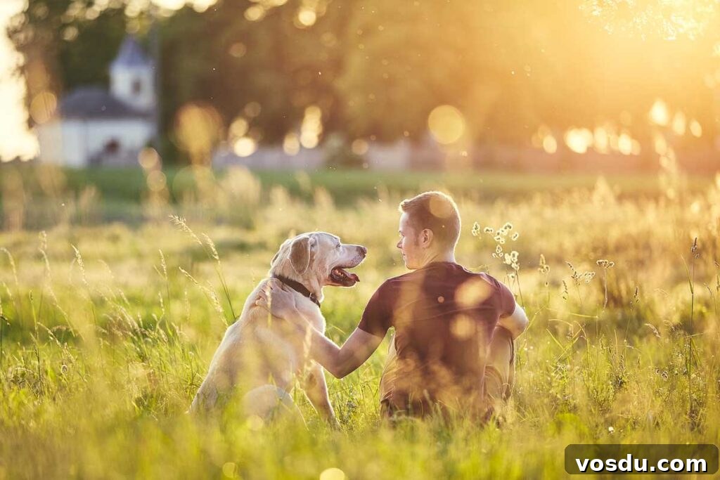 13 Reasons Dogs Are More Loyal Than Most People 5 Rear view of young man with dog (labrador retriever) in nature at sunset.