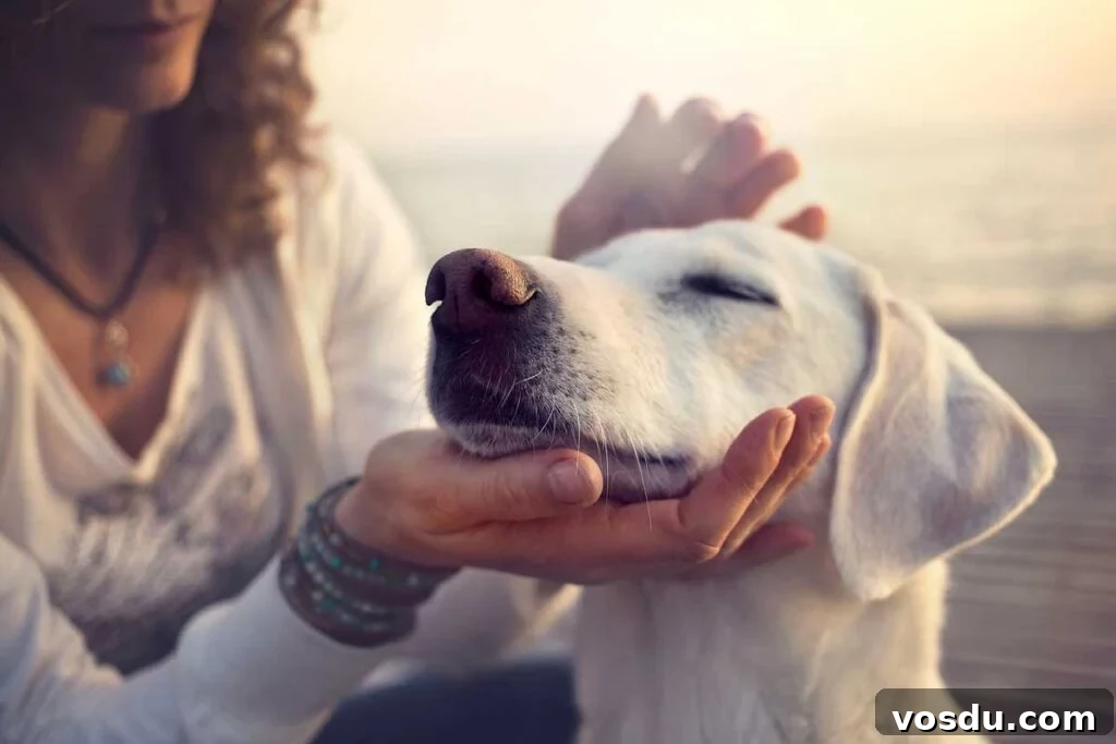 13 Reasons Dogs Are More Loyal Than Most People 6 owner caressing gently her dog