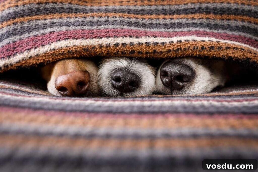 13 Reasons Dogs Are More Loyal Than Most People 7 couple of dogs in love sleeping together under the blanket in bed , warm and cozy and cuddly