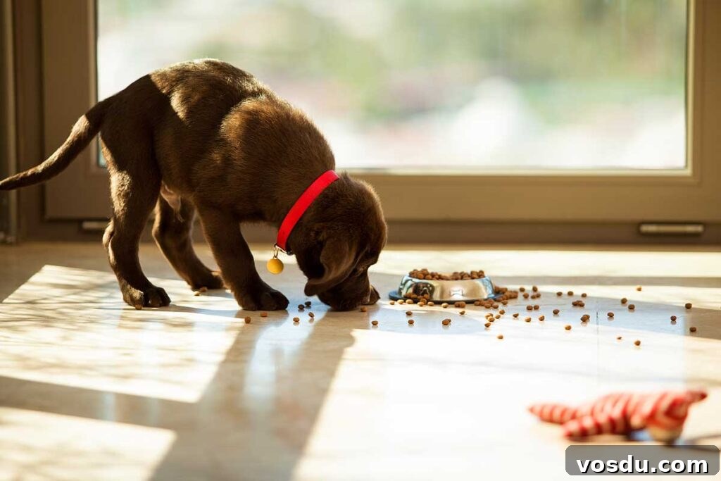 13 Reasons Dogs Are More Loyal Than Most People 8 Beautiful brown Labrador eating food from its plate in the living room.