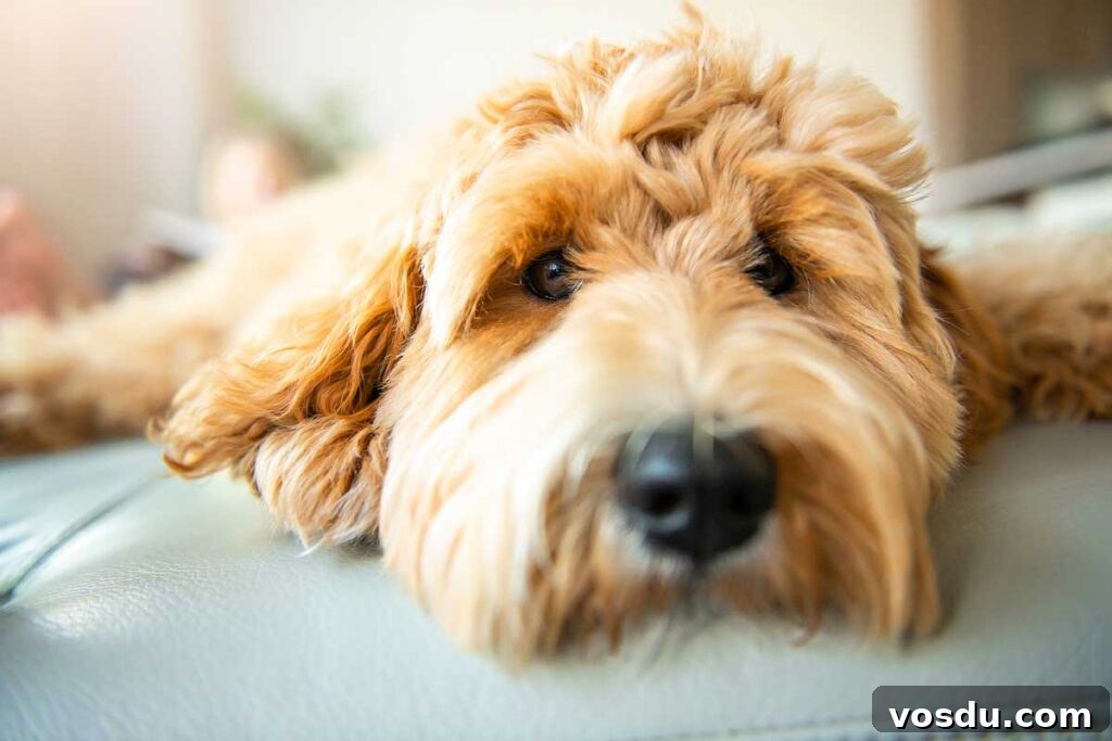 13 Reasons Dogs Are More Loyal Than Most People 9 Golden Labradoodle dog at home on the sofa