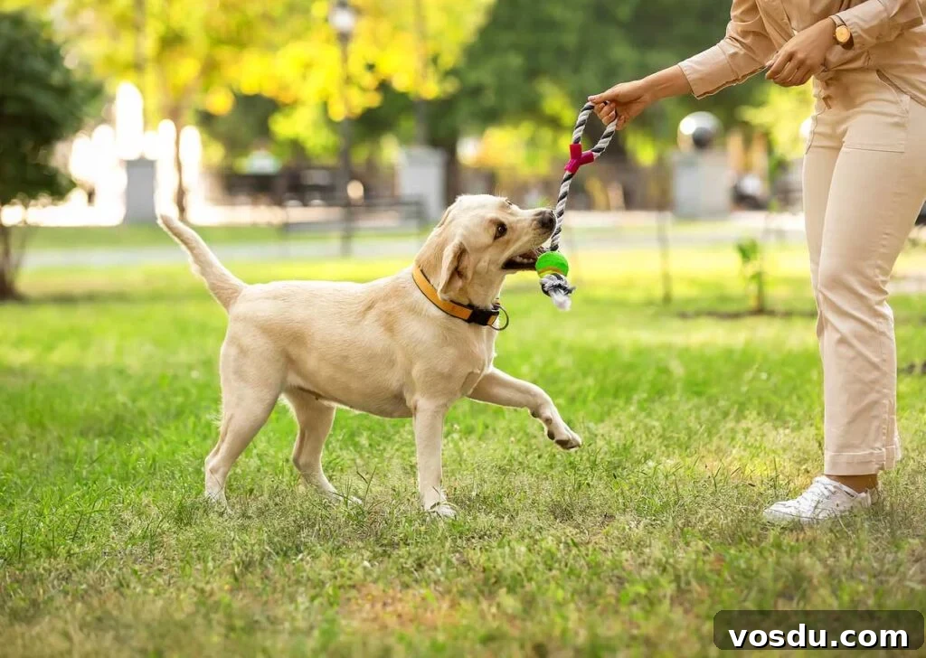 13 Reasons Dogs Are More Loyal Than Most People 10 Woman playing with Labrador in park on summer day