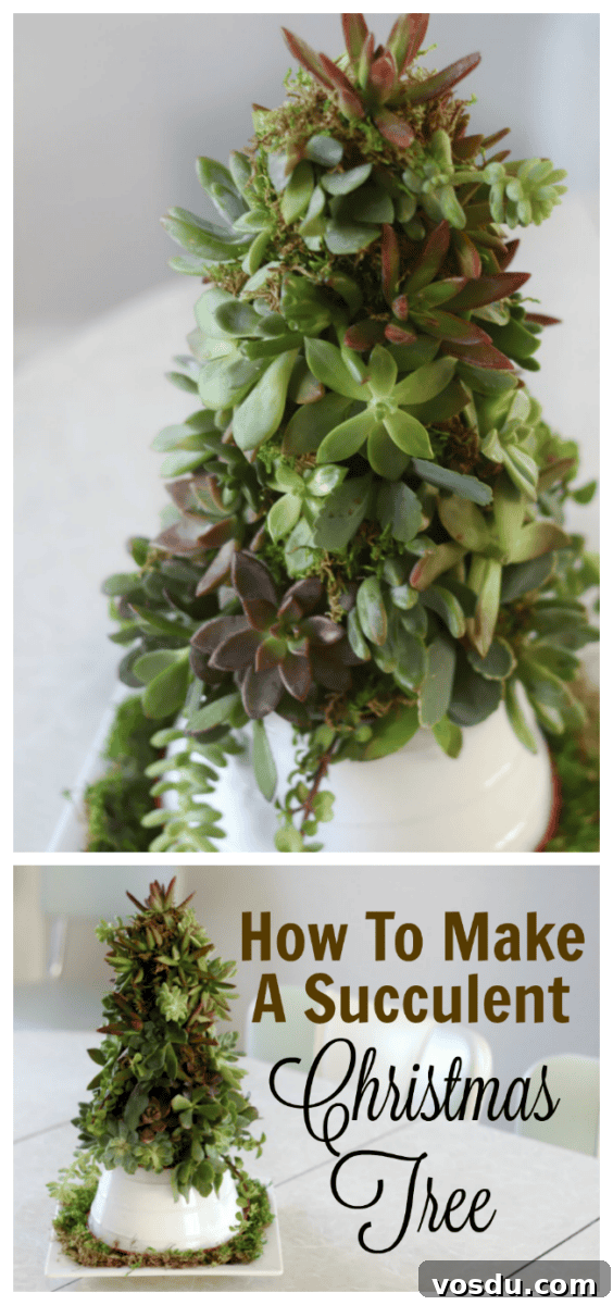 succulent tree main image
