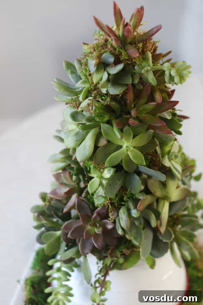 finished succulent christmas tree