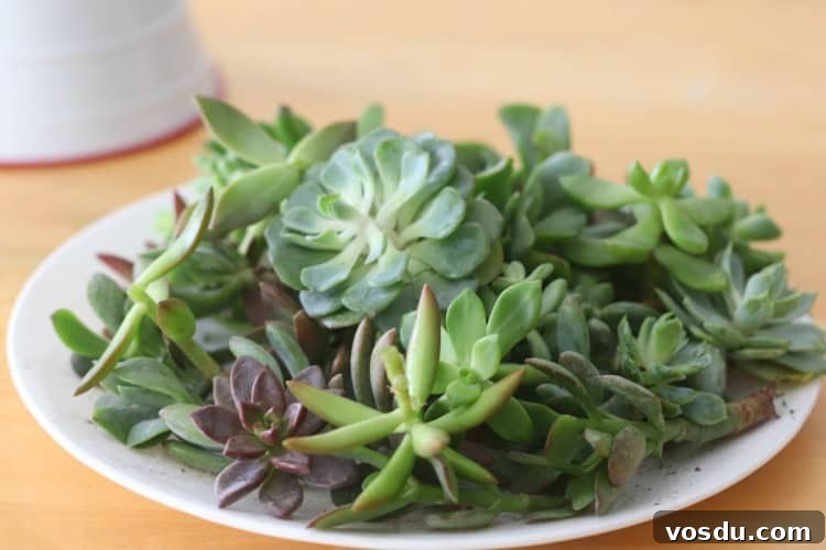 plate of succulent cuttings