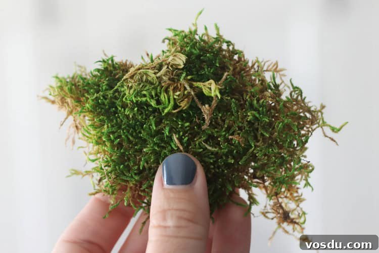 sheet moss