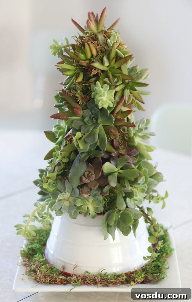succulent tree on platter